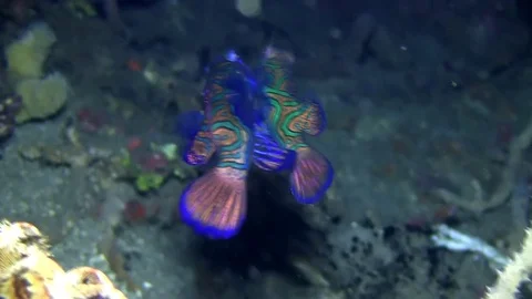 Mandarin fish (Synchiropus splendidus) are mating in Lembeh strait Indonesia Video stock 79855793