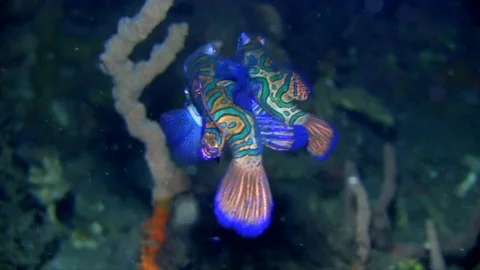 Mandarin fish (Synchiropus splendidus)  are mating  in Lembeh strait Vídeos de archivo 90912461