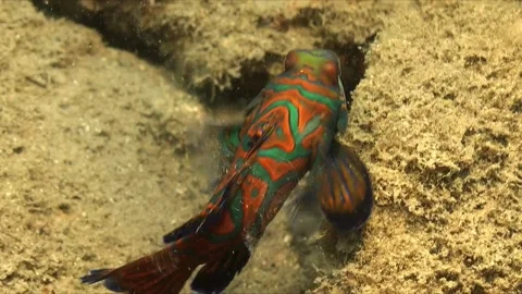 Mandarin fish (Synchiropus splendidus) close up on sandy coral rocks Vidéo 159187435