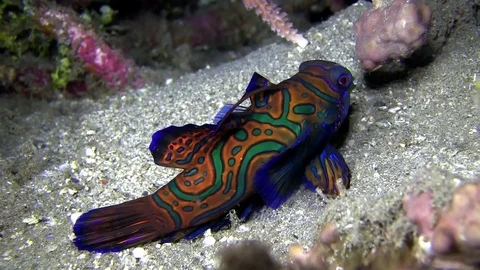 Mandarin fish (Synchiropus splendidus) in Lembeh strait Indonesia Vídeos de archivo 79855981
