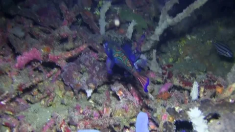 Mandarin fish (Synchiropus splendidus)  in Lembeh strait Indonesia Stock Footage 79856403