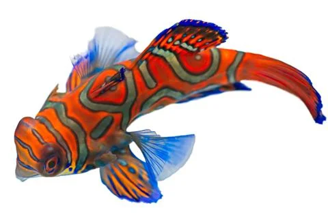 Mandarin fish (synchiropus splendidus) Stock Photos