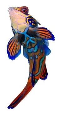 Mandarin fish. synchiropus splendidus. Stock Photos