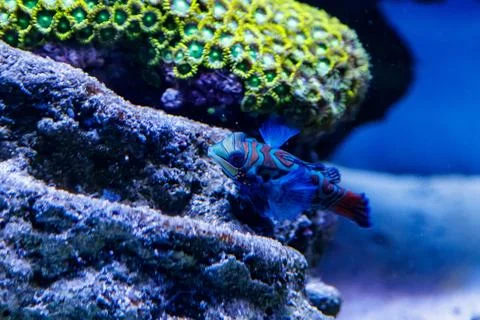 Mandarin fish Synchiropus splendidus Stock Photos
