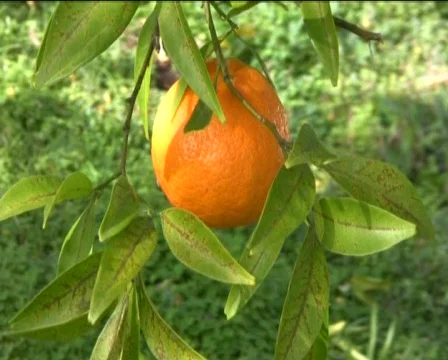  mandarin Stock Footage 602380