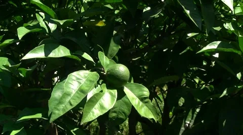 Mandarin Stock-Footage 8601149