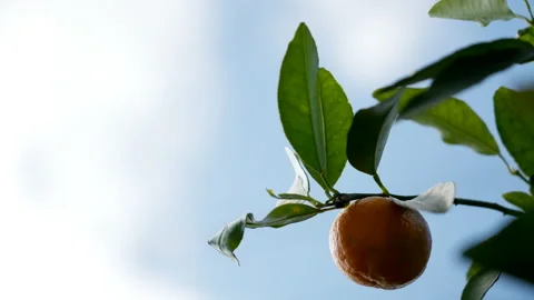 Mandarin Fruit on Branch Swaying in Wind Against Cloudy Blue Sky Stock Footage 236770367