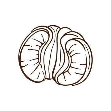 Mandarin fruit cross section in brown line art style. Citrus botanical Stock Illustration
