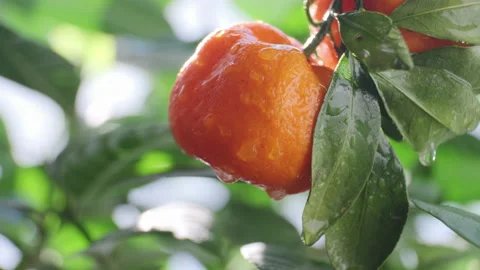 Mandarin fruits close up macro shot. Water drops after rain leaves swinging in Vídeo Stock 147376166