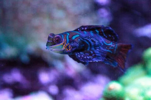 Mandarin goby is also called the Mandarin dragnet Synchiropus splandidus Foto stock
