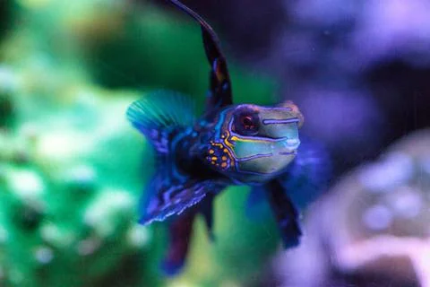 Mandarin goby is also called the Mandarin dragnet Synchiropus splandidus Stock Photos