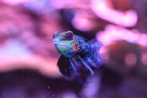 Mandarin goby is also called the Mandarin dragnet Synchiropus splandidus Stock Photos