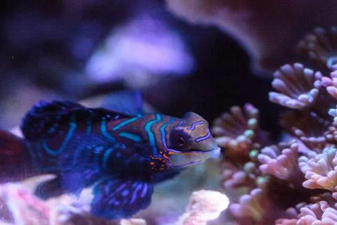 Mandarin goby is also called the Mandarin dragnet Synchiropus splandidus Foto stock