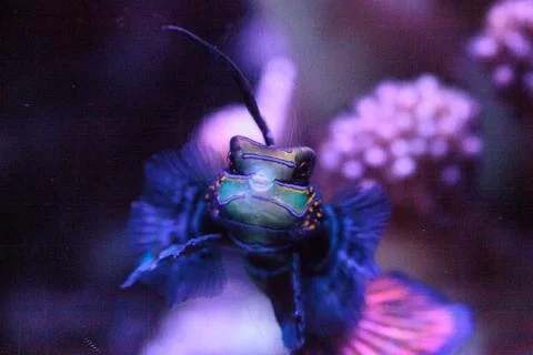 Mandarin goby is also called the Mandarin dragnet Synchiropus splandidus Stock Photos