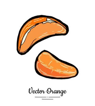 Mandarin half round slices. Oranges vector isolated. Fruit tangerine hand dra Stock Illustration