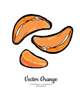 Mandarin half round slices. Oranges vector isolated. Fruit tangerine hand dra Stock Illustration