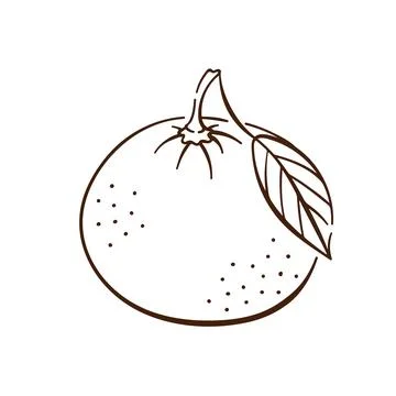 Mandarin with leaf in line art style botanical illustration. Citrus fruit and Stock Illustration