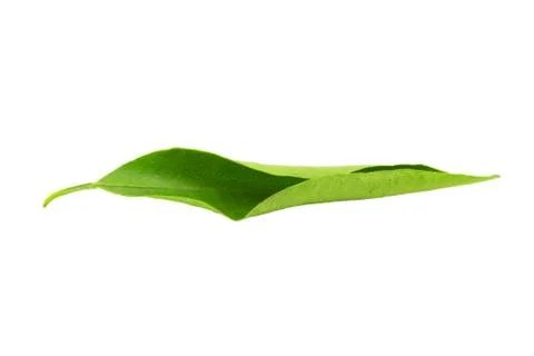 Mandarin leaf Stock Photos