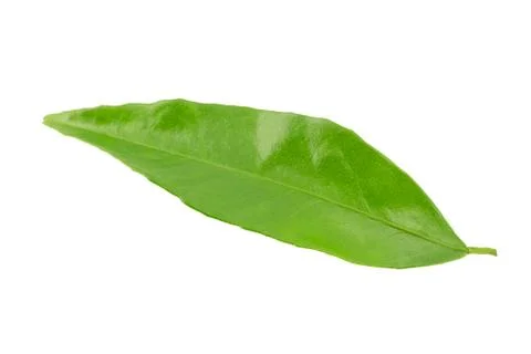 Mandarin leaf Stock Photos