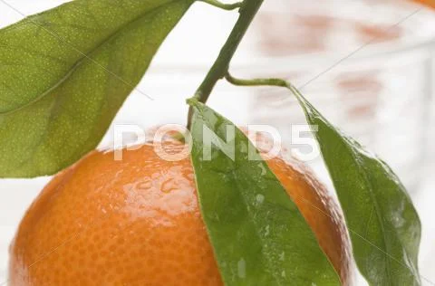 A mandarin with leaves Stock Photos