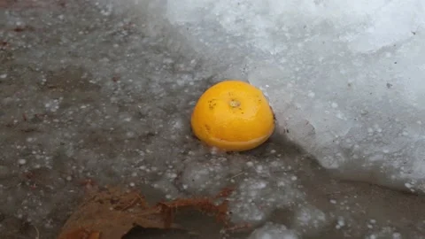 Mandarin lies in the snow Stock Footage 227570998
