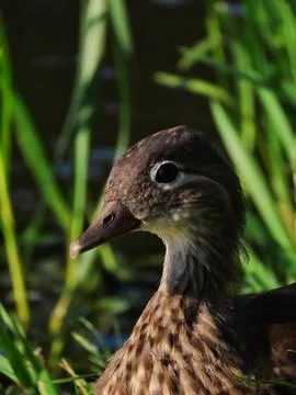 Mandarin Muse Stock Photos