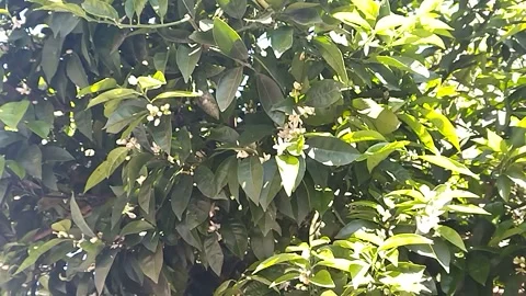 Mandarin orange blossoms in early spring in the south Video stock 306576413