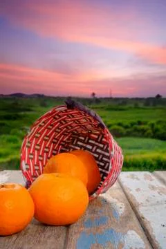 The Mandarin orange put on a basket   during the time of beautiful sunrise. Stock Photos