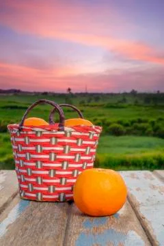 The Mandarin orange put on a basket   during the time of beautiful sunrise. Stock Photos