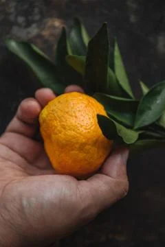 Mandarin orange on rustic background Stock Photos