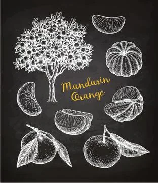 Mandarin orange set. Stock Illustration