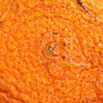 Mandarin orange texture Foto stock