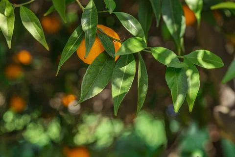 The mandarin orange on the tree in garden. Stock Photos