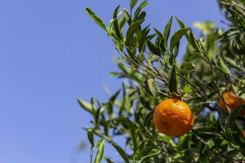 The mandarin orange on the tree in garden. Foto stock