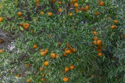 The mandarin orange on the tree in garden. Stock Photos