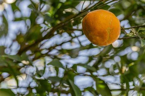 The mandarin orange on the tree in garden. Stock Photos
