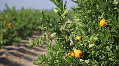 Mandarin orange tree with ripe citrus fruits Stock Footage 56934879