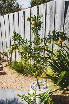 Mandarin orange tree in white pot outdoor shot under strong sunlight Stock Photos