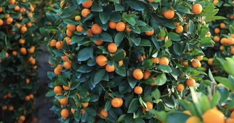 Mandarin oranges grow on tree for a happy chinese new year's decoration Stock-Footage 262957393
