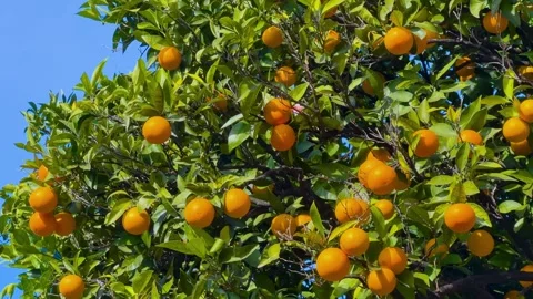 Mandarin oranges growing on tree with green leaves against blue sky Stock Footage 346540067