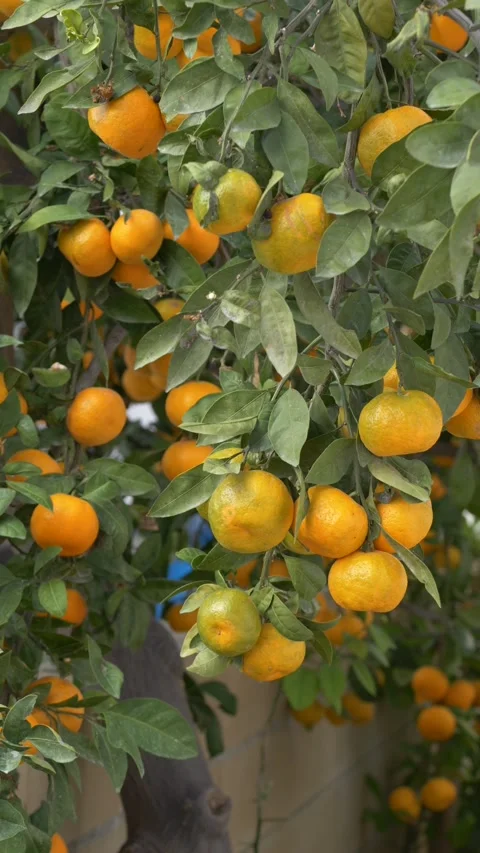 Mandarin oranges hanging on branches in small garden, fresh organic fruits, soft Stock Footage 329280186