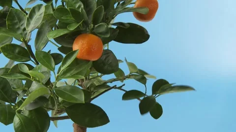 Mandarin oranges on the tree Stock Footage 8571987
