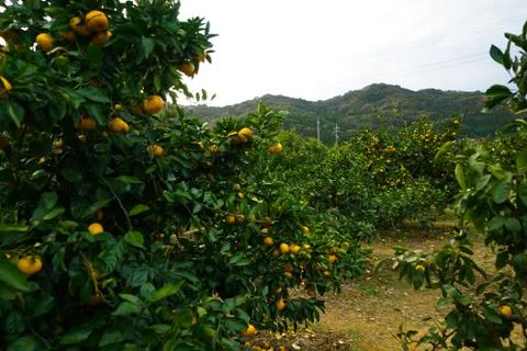Mandarin Oranges on the tree. Fruit Picking at Gamagori Orange Park, Japan Stock Photos