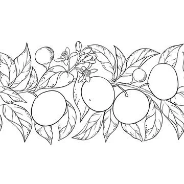 Mandarin Outline Horizontal Seamless Pattern. Stock Illustration