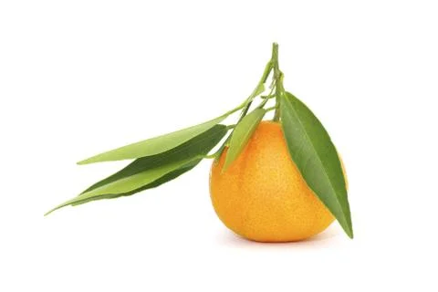 Mandarin Foto stock