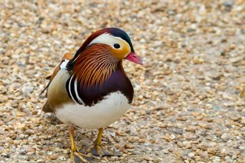 Mandarin Stock Photos