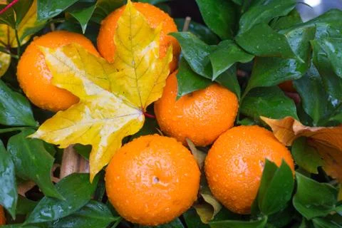 Mandarin Foto stock