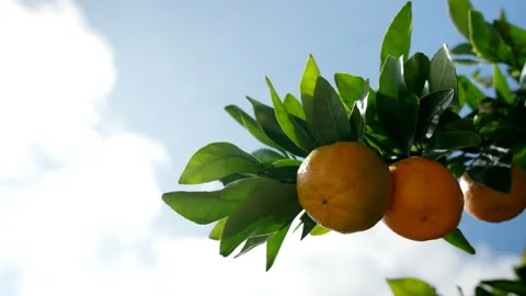Mandarin Tree Branch Swaying in Wind Against Cloudy Blue Sky Stock Footage 236769942