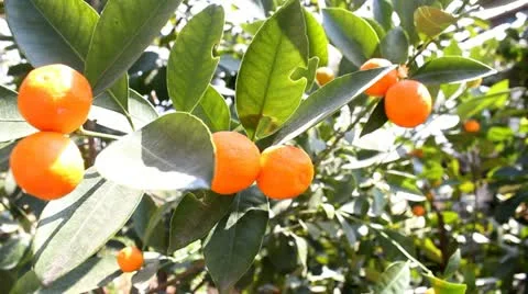 Mandarin Tree Stock Footage 22130805