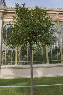Mandarin tree next to the windows of a large glass, antique flower greenhouse Fotos de archivo